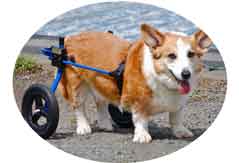 K9カート犬用車椅子[スタンダード]後脚サポート M(11.1～18kg)用【犬用 ...